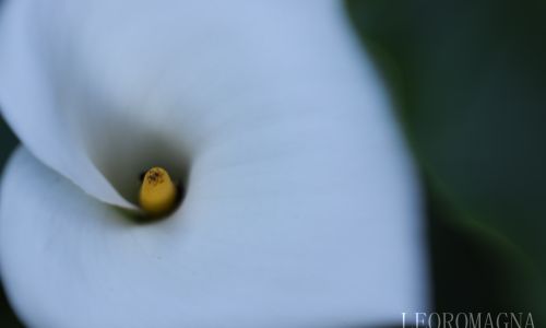 Lilly Top