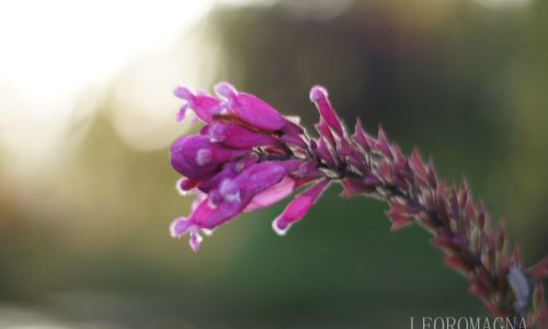 Delicate Flower