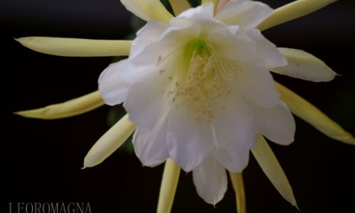 The Gost Orchid
