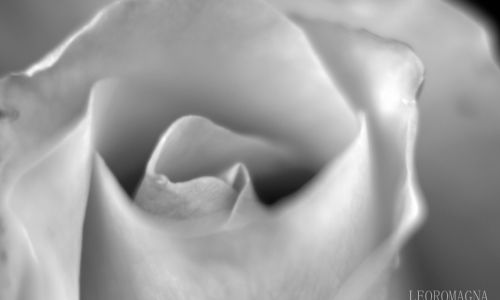 Rose Top Close Up
